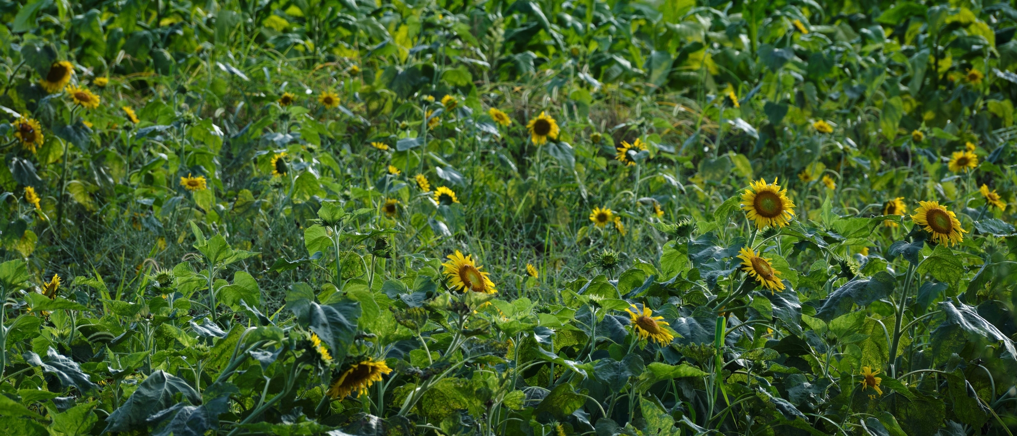 Sunflowers, wide